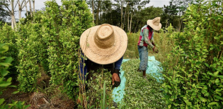 Según EE. UU., producción de cocaína llegó a 951 toneladas en 2019