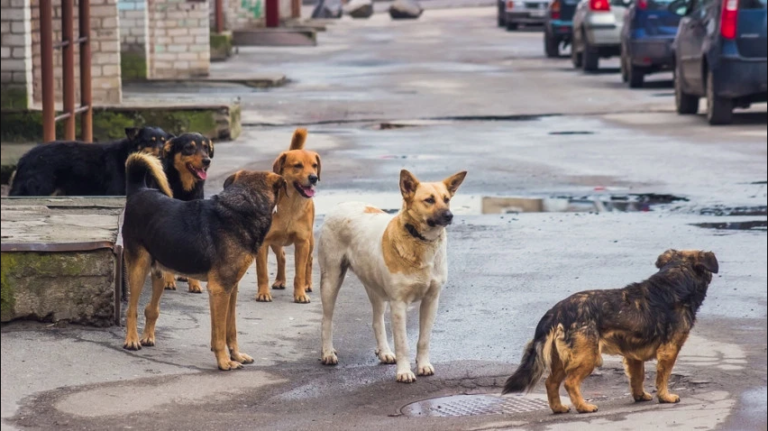 Los perros callejeros, posible origen del coronavirus Los perros callejeros, posible origen del coronavirus