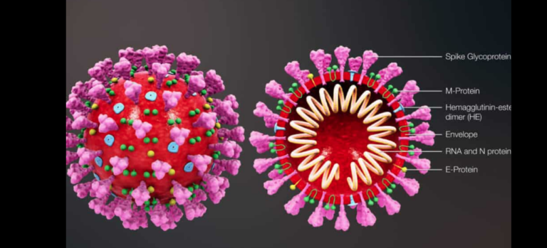 Nueva cepa de coronavirus es más contagiosa que la original, según estudio