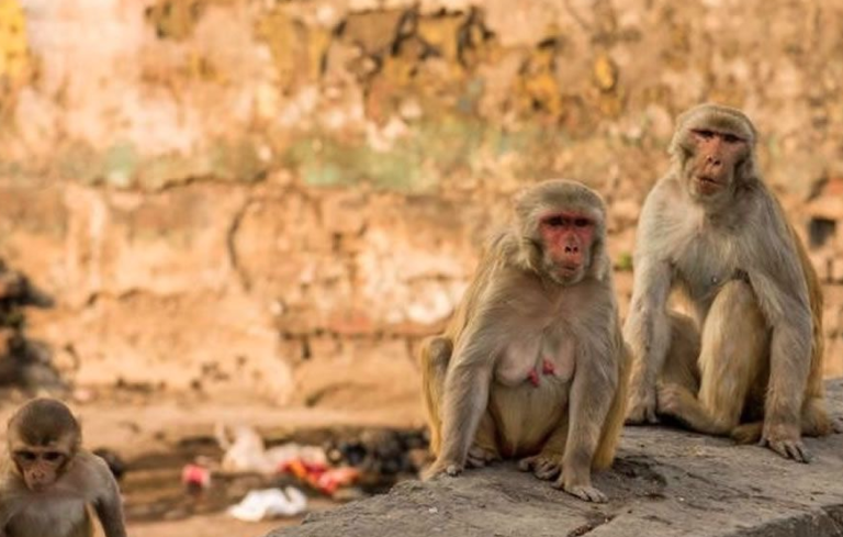 Monos roban muestras de sangre con coronavirus Monos roban muestras de sangre con coronavirus