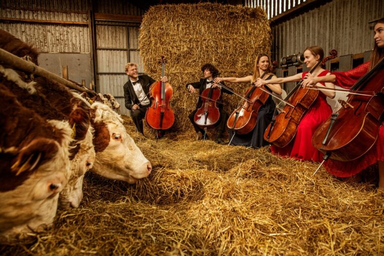 Una orquesta para vacas de un pueblo danés