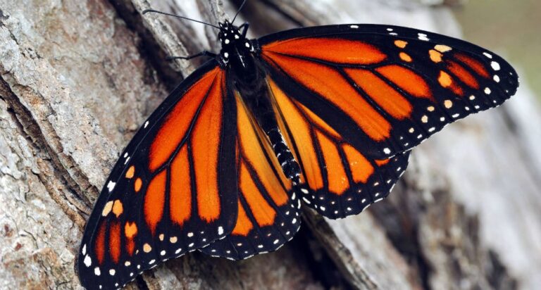 La mariposa monarca  un paso más cerca de la extinción