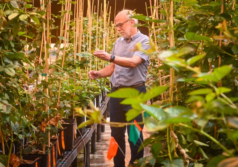 Estas son las frutas y verduras del futuro, preparadas para desafiar al clima